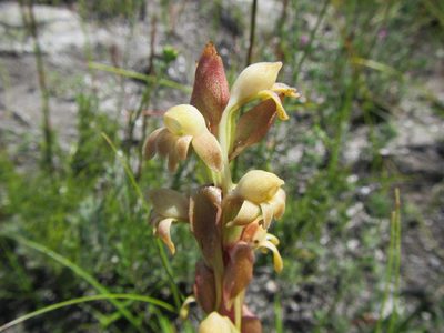 Satyrium bicorne, photographed by douglaseustonbrown