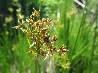 Cyperus denudatus, photographed by douglaseustonbrown