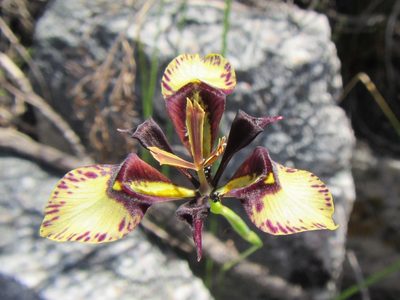 Moraea lurida, photographed by douglaseustonbrown