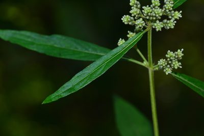 Knoxia sumatrensis, photographed by S.MORE