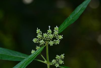 Knoxia sumatrensis, photographed by S.MORE