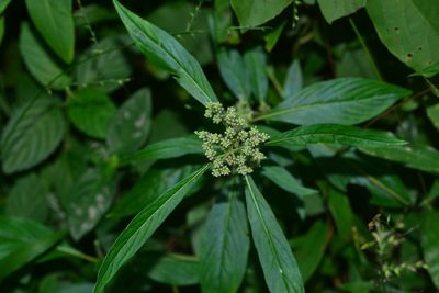Knoxia sumatrensis, photographed by S.MORE