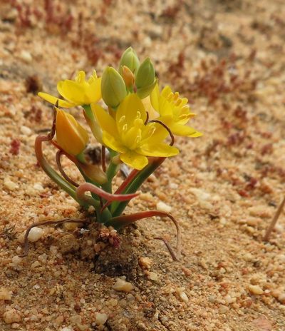 Eliokarmos rupestris, photographed by linkie