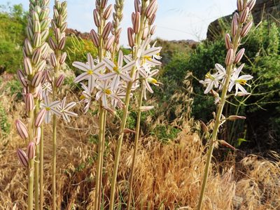 Tenicroa fragrans, photographed by linkie