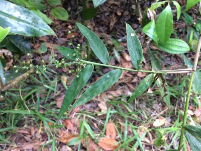 Lasiacis ligulata, photographed by B. Phalan