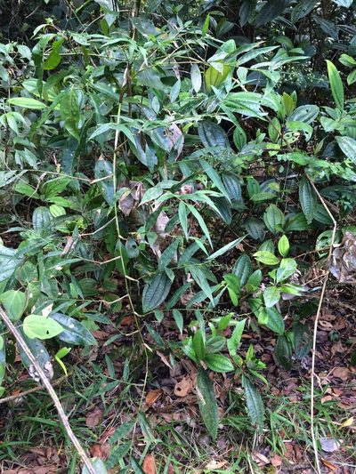 Lasiacis ligulata, photographed by B. Phalan
