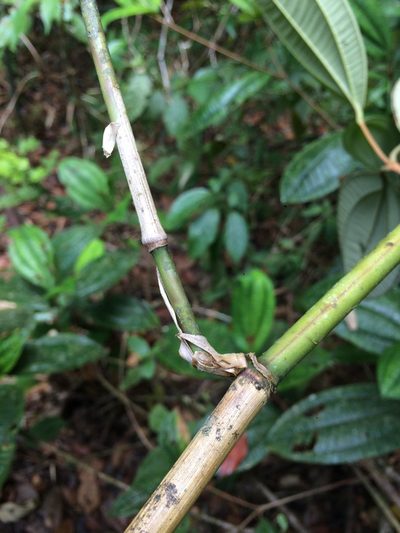 Lasiacis ligulata, photographed by B. Phalan