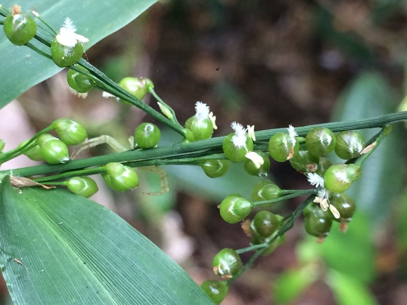 Lasiacis ligulata, photographed by B. Phalan