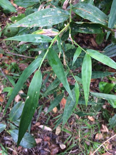 Lasiacis ligulata, photographed by B. Phalan