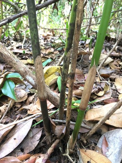 Lasiacis ligulata, photographed by B. Phalan