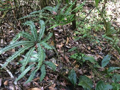 Adiantopsis radiata, photographed by B. Phalan