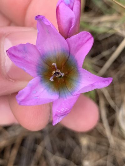 Ixia monadelpha, photographed by Matthew Fainman