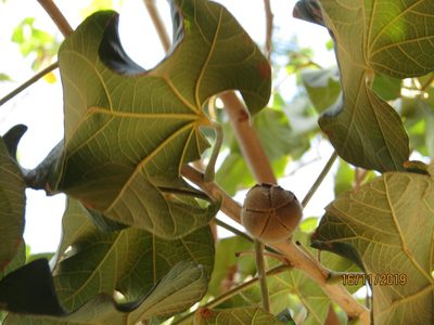 Thespesia garckeana, photographed by Murphy Tladi