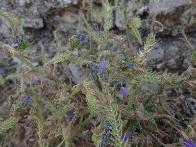 Echium gaditanum, photographed by Duarte Frade