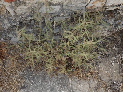 Echium gaditanum, photographed by Duarte Frade