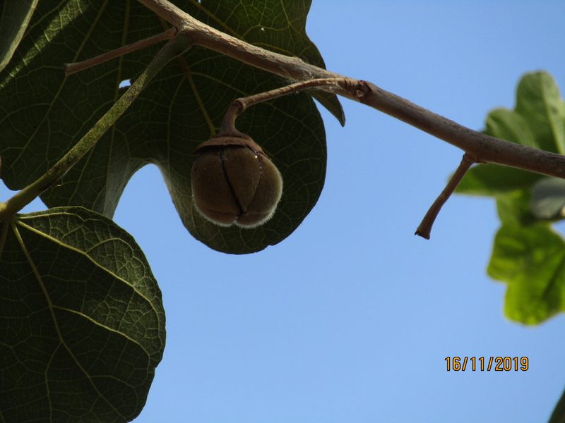 Thespesia garckeana, photographed by Murphy Tladi