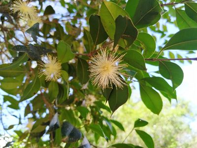 Myrcianthes pungens, photographed by Noelia