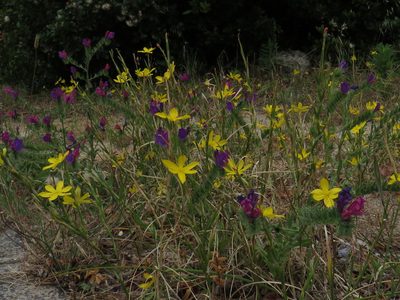 Moraea lewisiae, photographed by Jeremy Gilmore