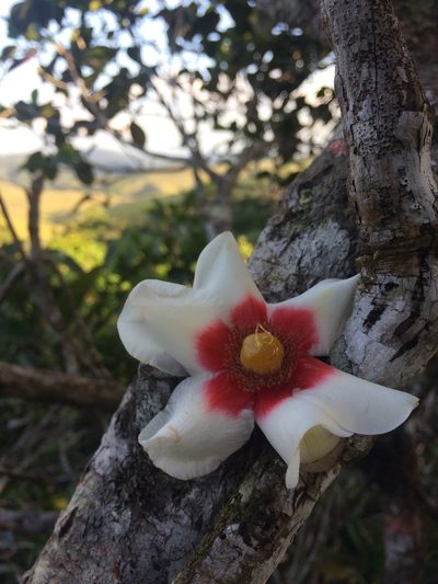 Clusia nemorosa, photographed by B. Phalan