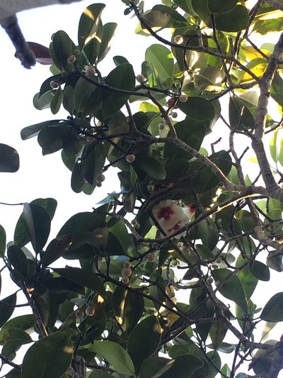 Clusia nemorosa, photographed by B. Phalan