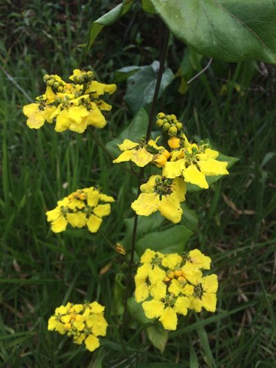 Stigmaphyllon blanchetii, photographed by B. Phalan