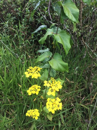Stigmaphyllon blanchetii, photographed by B. Phalan