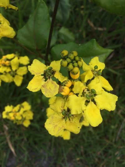 Stigmaphyllon blanchetii, photographed by B. Phalan