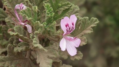Pelargonium panduriforme, photographed by Shaun Swanepoel