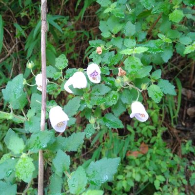 Jovellana violacea, photographed by Cristian Riquelme