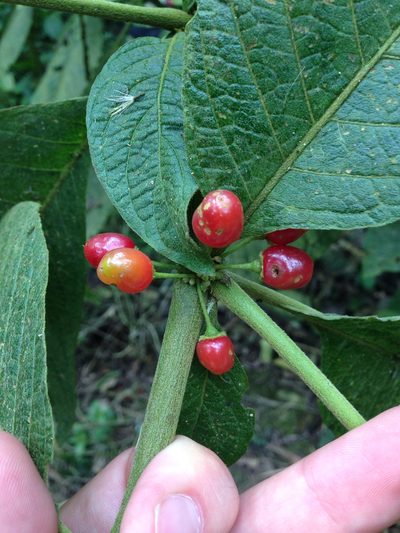 Lycianthes radiata, photographed by Ken-ichi Ueda