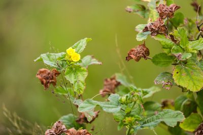 Malachra capitata, photographed by Melissa McMasters