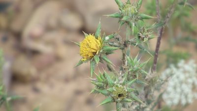 Berkheya heterophylla, photographed by Shaun Swanepoel