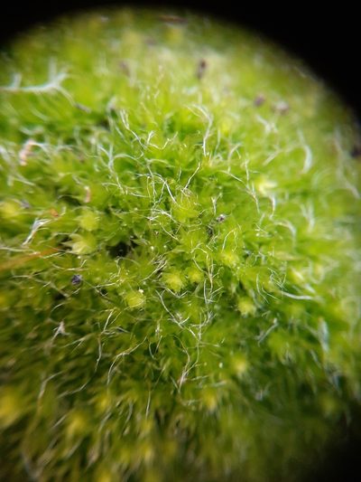 Leptostomum inclinans, photographed by Colin Meurk