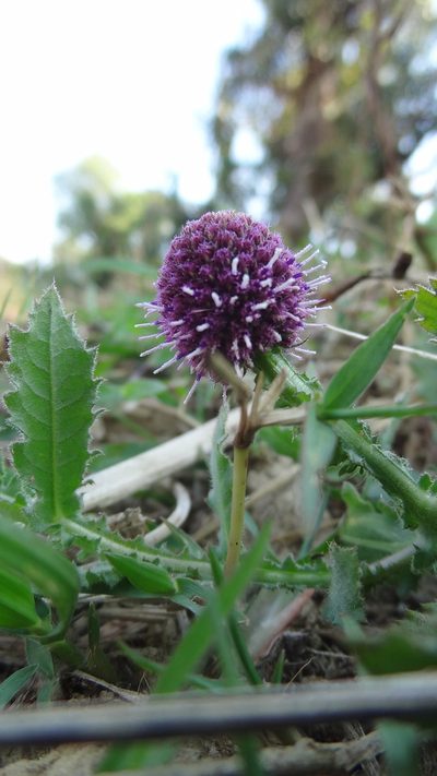 Sphaeranthus indicus, photographed by Siddarth Machado