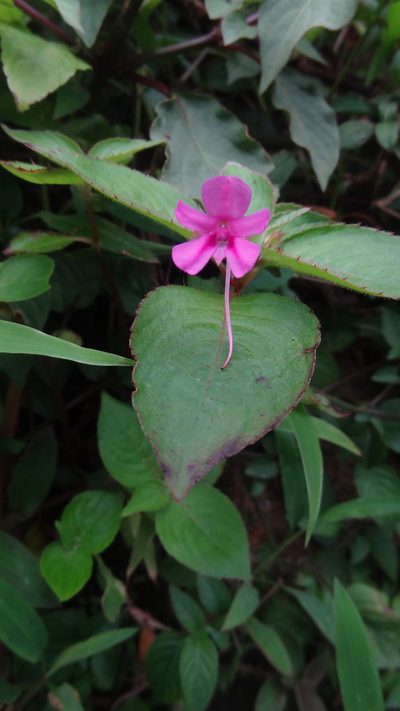 Impatiens gardneriana, photographed by Siddarth Machado