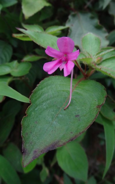 Impatiens gardneriana, photographed by Siddarth Machado