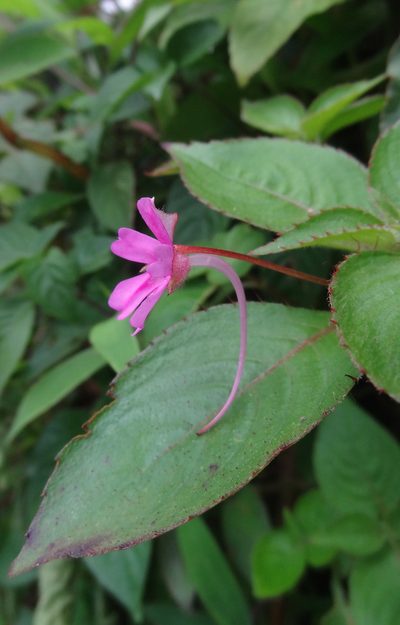 Impatiens gardneriana, photographed by Siddarth Machado