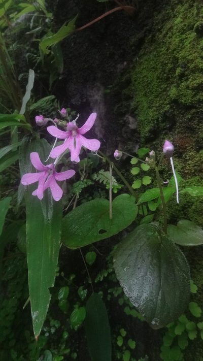 Impatiens scapiflora, photographed by Siddarth Machado