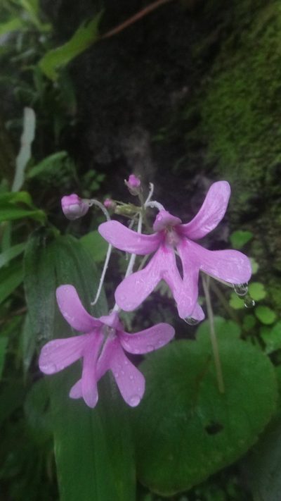 Impatiens scapiflora, photographed by Siddarth Machado