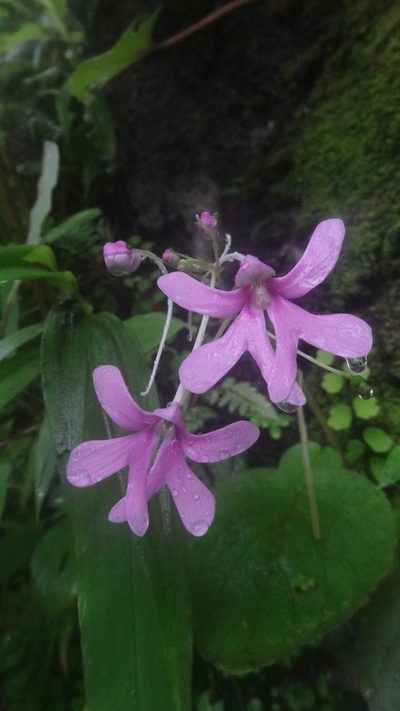 Impatiens scapiflora, photographed by Siddarth Machado