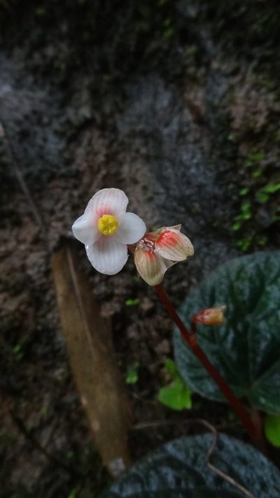 Begonia integrifolia, photographed by Siddarth Machado