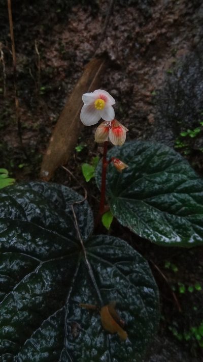 Begonia integrifolia, photographed by Siddarth Machado