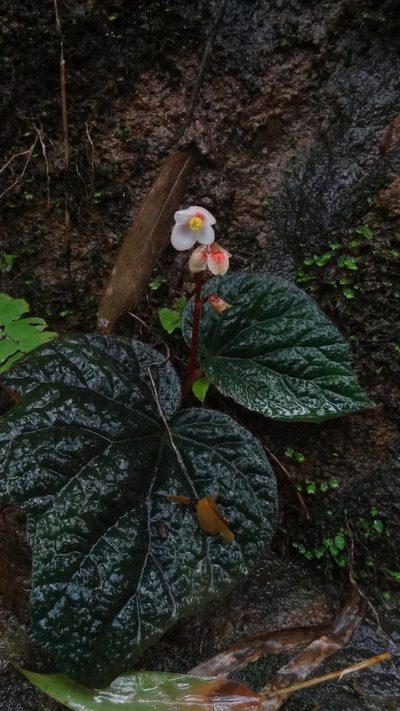 Begonia integrifolia, photographed by Siddarth Machado