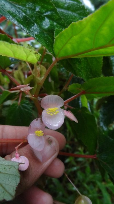 Begonia malabarica, photographed by Siddarth Machado