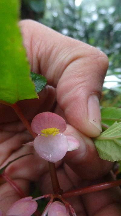 Begonia malabarica, photographed by Siddarth Machado