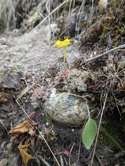 Sedum borschii, photographed by Erica Krimmel