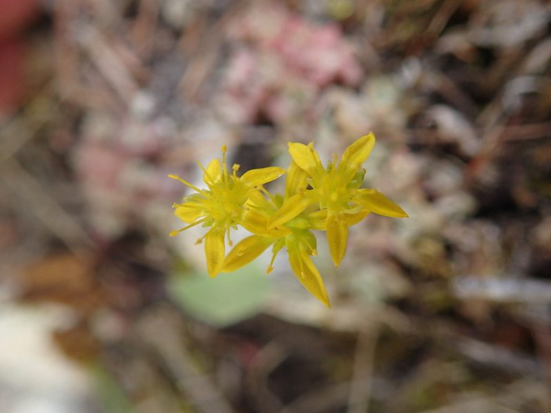 Sedum borschii, photographed by Erica Krimmel
