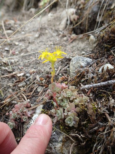 Sedum borschii, photographed by Erica Krimmel