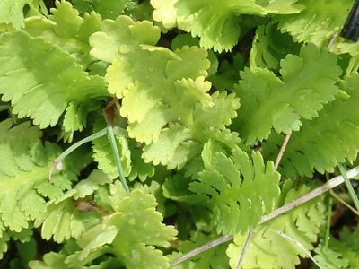Leptinella potentillina, photographed by Peter de Lange