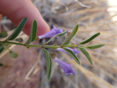 Scutellaria angustifolia, photographed by Erica Krimmel